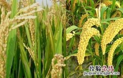黍的种植方法 黍子的种植技术