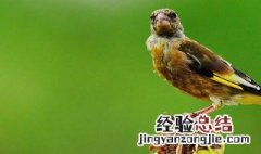 野生金翅雀养家里好吗 野生金翅雀怎么养