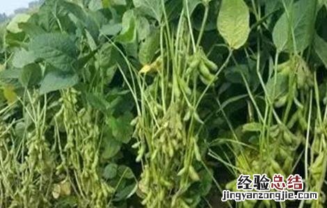大豆为什么空荚多 大豆空荚的原因是什么