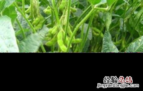 大豆为什么空荚多 大豆空荚的原因是什么