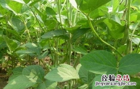 大豆为什么空荚多 大豆空荚的原因是什么