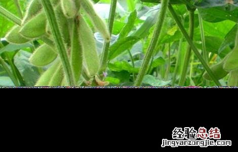 大豆为什么空荚多 大豆空荚的原因是什么