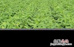 大豆为什么空荚多 大豆空荚的原因是什么