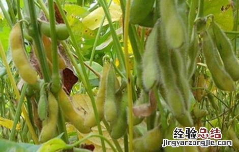 大豆为什么空荚多 大豆空荚的原因是什么