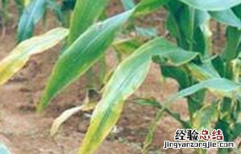 玉米常见缺素的症状及防治方法 玉米缺素症表现