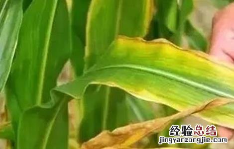 玉米常见缺素的症状及防治方法 玉米缺素症表现