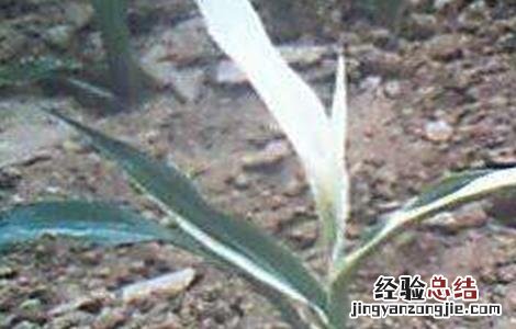 玉米常见缺素的症状及防治方法 玉米缺素症表现