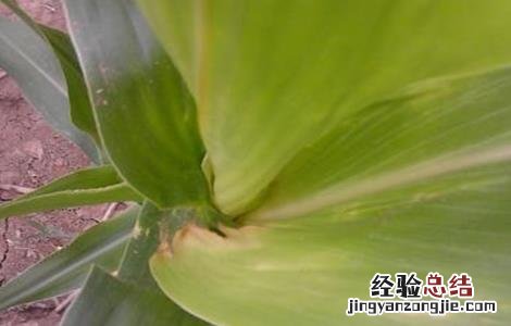 玉米常见缺素的症状及防治方法 玉米缺素症表现