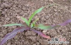 玉米常见缺素的症状及防治方法 玉米缺素症表现