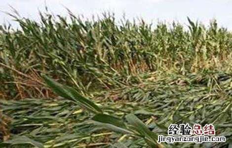 玉米倒伏的原因及解决方法 玉米倒伏的原因及解决方法百度