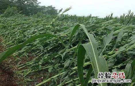 玉米倒伏的原因及解决方法 玉米倒伏的原因及解决方法百度
