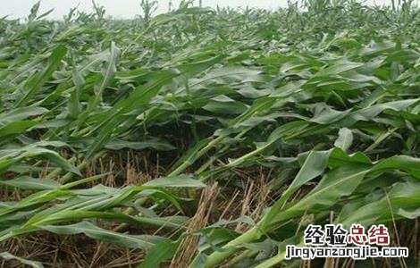 玉米倒伏的原因及解决方法 玉米倒伏的原因及解决方法百度
