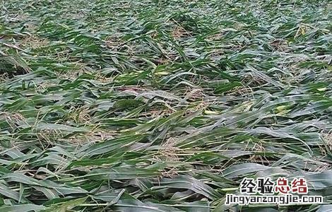 玉米倒伏的原因及解决方法 玉米倒伏的原因及解决方法百度