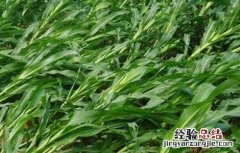 玉米倒伏的原因及解决方法 玉米倒伏的原因及解决方法百度