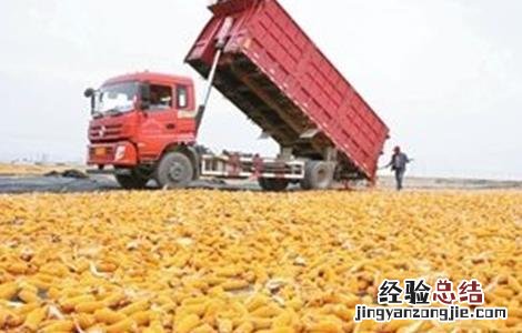 如何提高玉米的产量和产量 如何提高玉米的产量