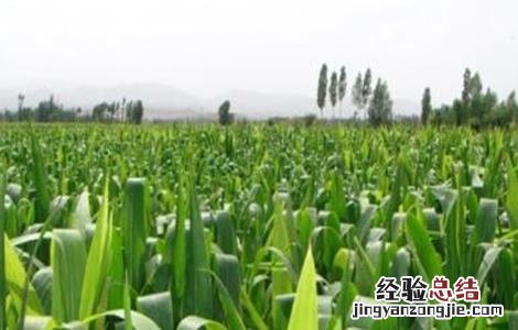 如何提高玉米的产量和产量 如何提高玉米的产量