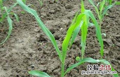 玉米发芽率低的原因及解决措施 玉米发芽率低的原因及解决措施有哪些