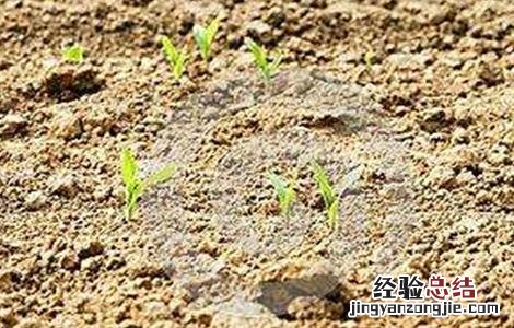 玉米发芽率低的原因及解决措施 玉米发芽率低的原因及解决措施有哪些