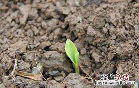 玉米发芽率低的原因及解决措施 玉米发芽率低的原因及解决措施有哪些