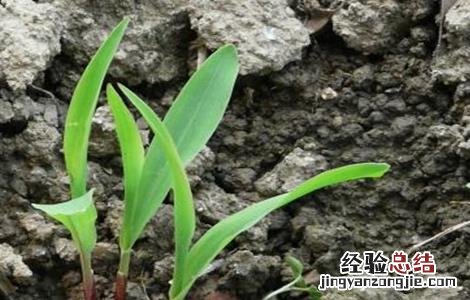 玉米发芽率低的原因及解决措施 玉米发芽率低的原因及解决措施有哪些