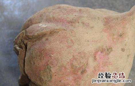 红薯的病害及症状 红薯畸形的原因及预防措施