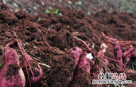 红薯的病害及症状 红薯畸形的原因及预防措施