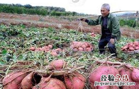 红薯的病害及症状 红薯畸形的原因及预防措施