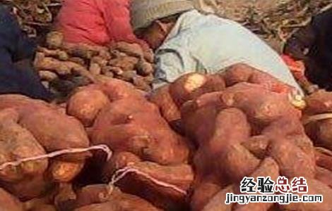 红薯的病害及症状 红薯畸形的原因及预防措施