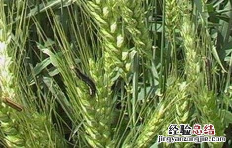 小麦空穗的原因及解决措施 小麦空穗的原因及解决措施视频