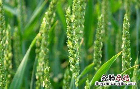 小麦空穗的原因及解决措施 小麦空穗的原因及解决措施视频