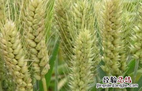 小麦空穗的原因及解决措施 小麦空穗的原因及解决措施视频