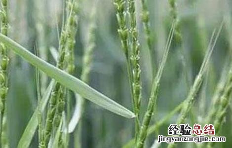 小麦空穗的原因及解决措施 小麦空穗的原因及解决措施视频