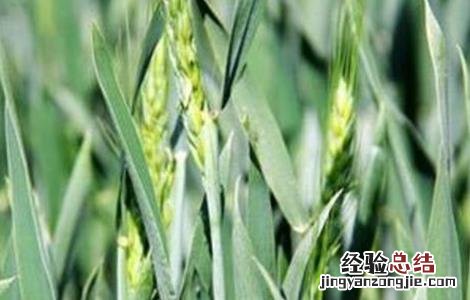 小麦空穗的原因及解决措施 小麦空穗的原因及解决措施视频