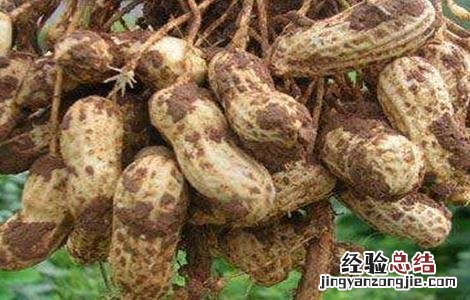 花生低产的原因及解决方法有哪些 花生低产的原因及解决方法