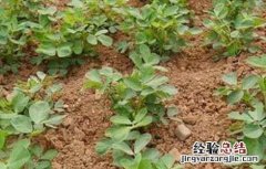 花生低产的原因及解决方法有哪些 花生低产的原因及解决方法
