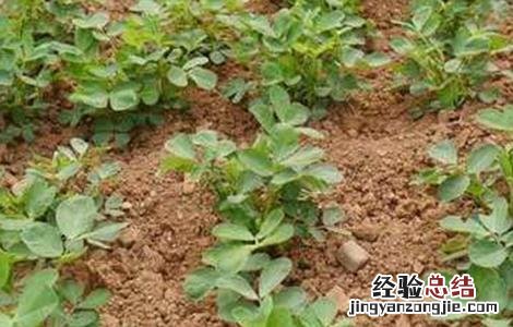 花生低产的原因及解决方法有哪些 花生低产的原因及解决方法