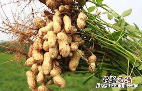 花生低产的原因及解决方法有哪些 花生低产的原因及解决方法
