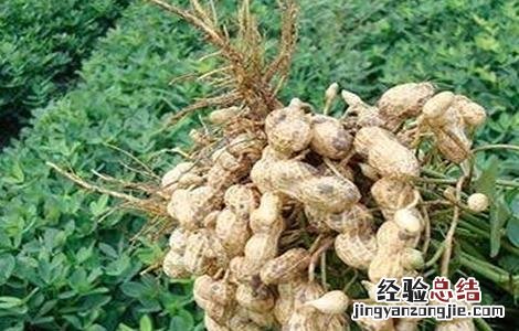 花生低产的原因及解决方法有哪些 花生低产的原因及解决方法