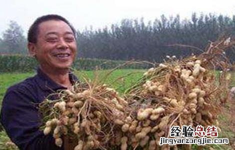 花生低产的原因及解决方法有哪些 花生低产的原因及解决方法