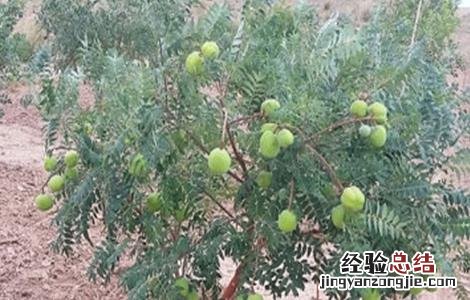文冠果的种植方法 文冠果怎么移栽