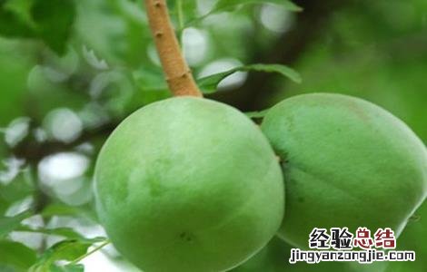 文冠果的种植方法 文冠果怎么移栽