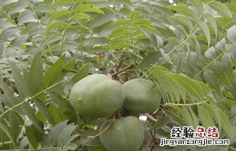 文冠果的种植方法 文冠果怎么移栽