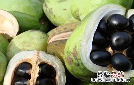 文冠果的种植方法 文冠果怎么移栽