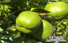 文冠果的常见病及防治 文冠果药用和治疗
