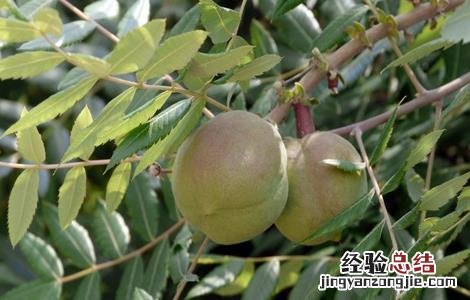 文冠果的常见病及防治 文冠果药用和治疗