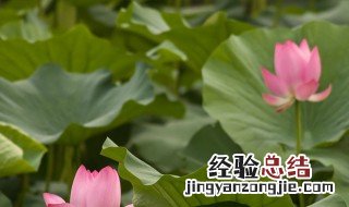 种荷花用什么泥最好 种荷花用什么泥