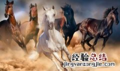 如何选择一匹好马 怎样选择一匹好马?