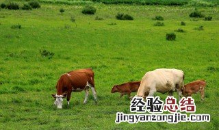 牛虱子去除方法在人体身上 牛虱子去除方法