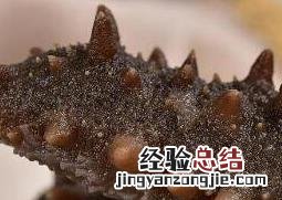 即食海参怎么吃 即食海参怎么吃不腥