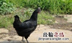 黑鸡营养价值及功效与作用 黑鸡的营养价值